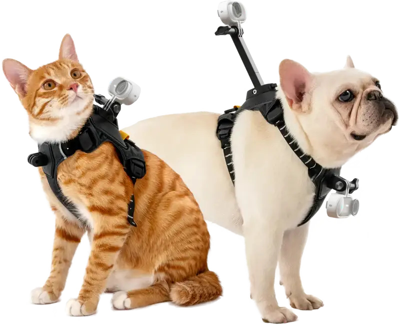 Insta360 hundesele størrelse S til actionkameraer