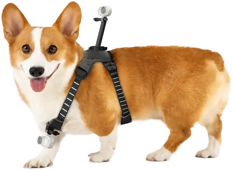 Insta360 Kæledyrssele M til Actionkamera